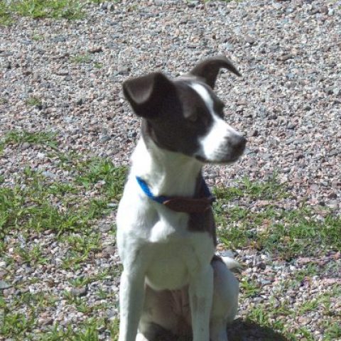 Abbie