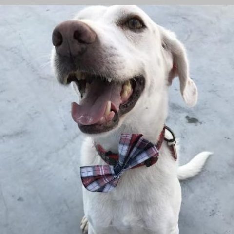 Albus