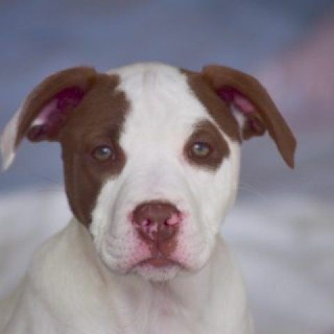 Amelia (brown spots)