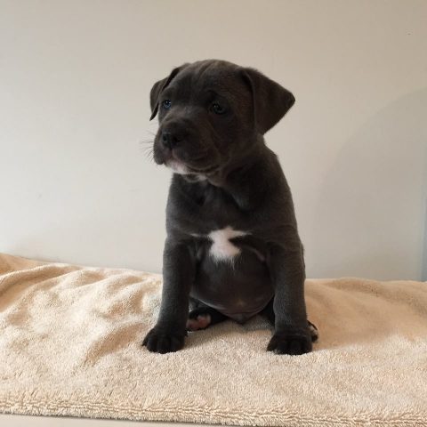 Baloo