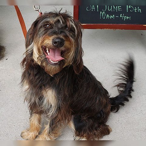 Benji