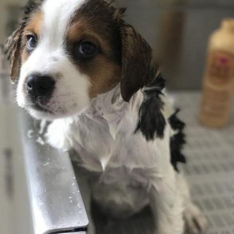 Bernie