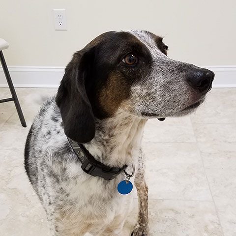 Brody Blue