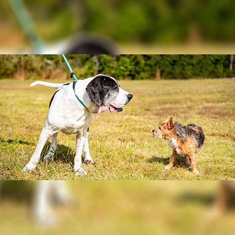 Odie and ChiChi