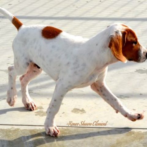 Copper