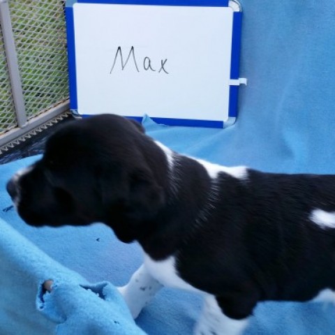 Max