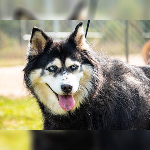 Maya