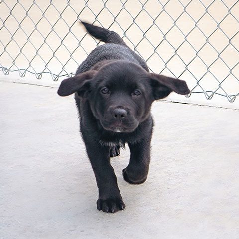 Opie