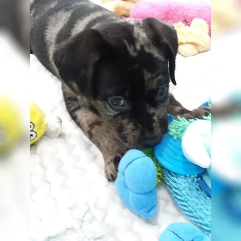 Oreo