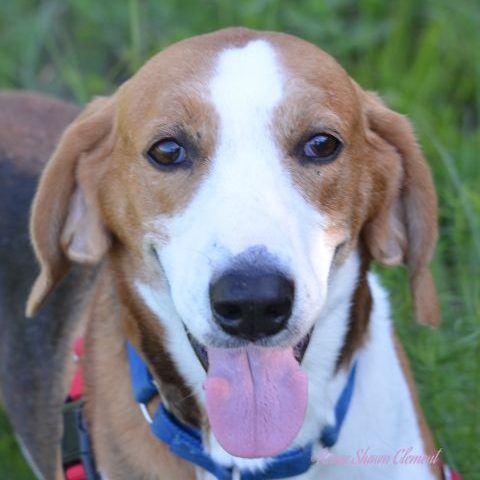 Otis