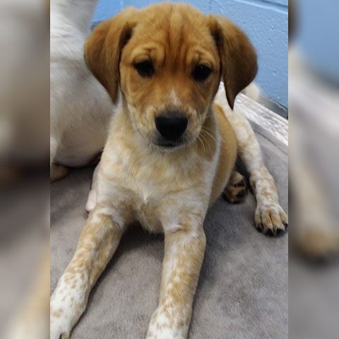 Reese