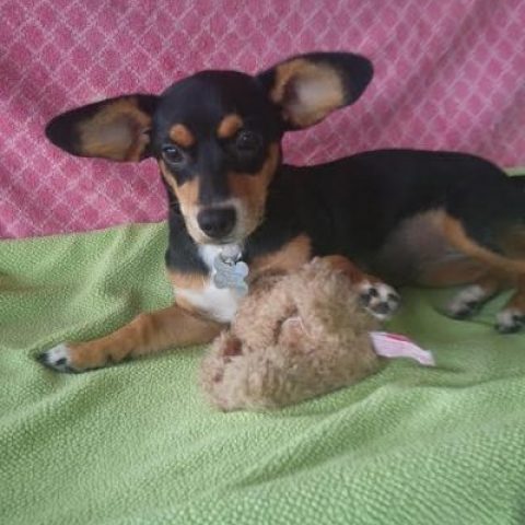 Sheba