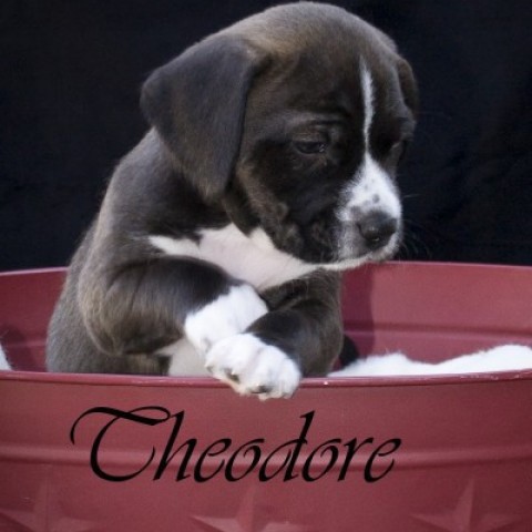 Theodore