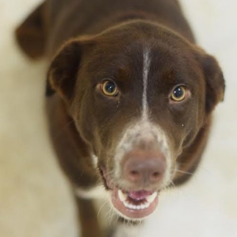 Zena