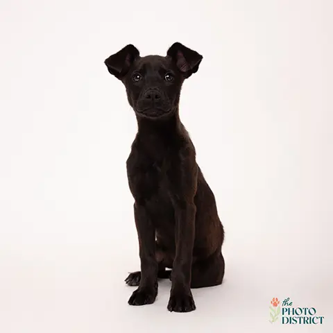 Licorice