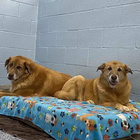 Piper & Sasha