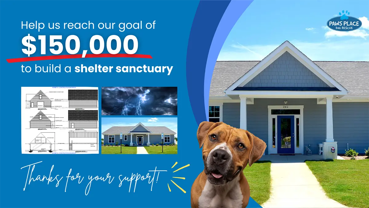 Shelter Sanctuary Fundraiser