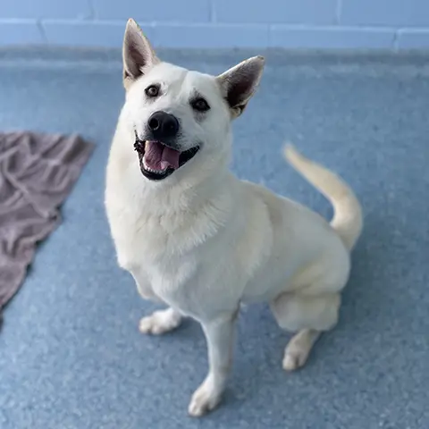 Apollo